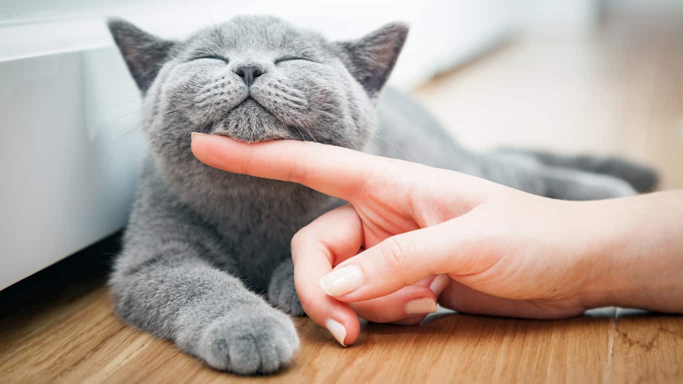 Darum lohnt es sich, einen Katzenbesitzer zu Daten