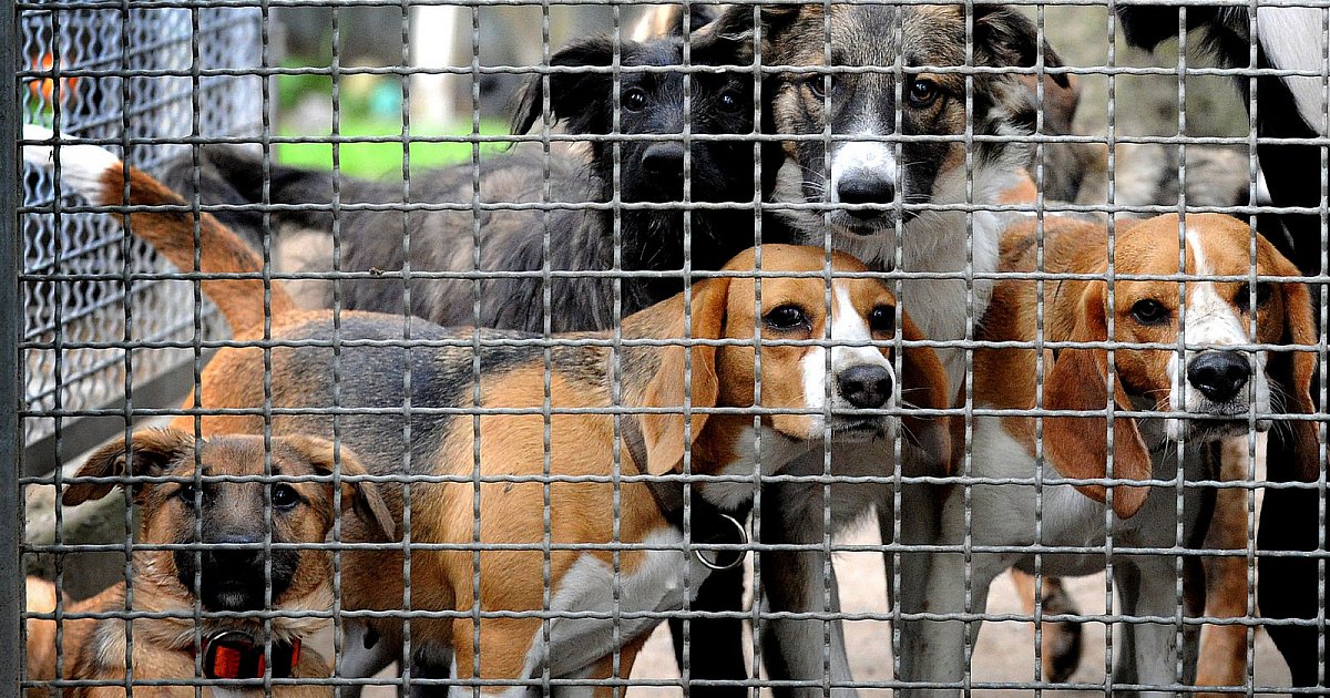 Por desgracia, cada vez se regalan más mascotas.